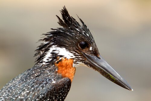 A close up of the giant kingfisher.