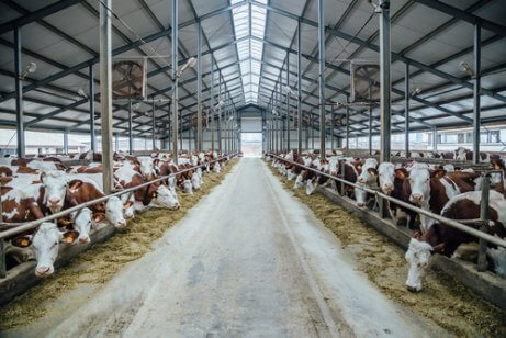 Cows housed in a shelter.