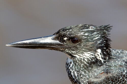 The Megaceryle maxima.