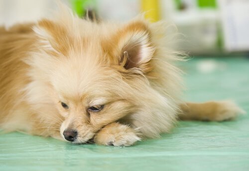 What to Do If My Dog Vomits Often?