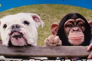 Celebrity Animals: Pankun the Monkey and His Dog James