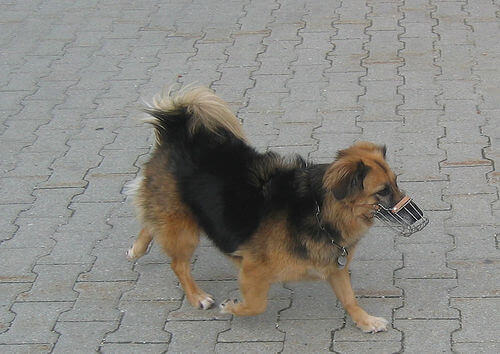 A small brown and black dog wearing a muzzle.