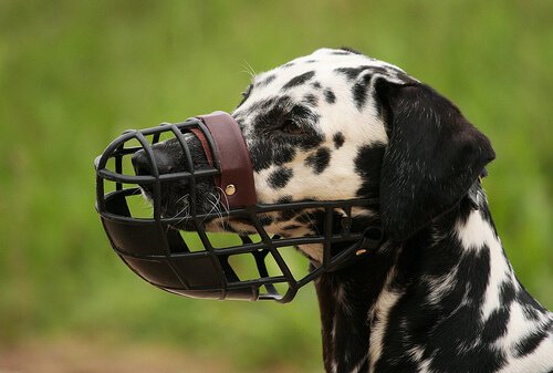 A dalmatian wearing a muzzle.