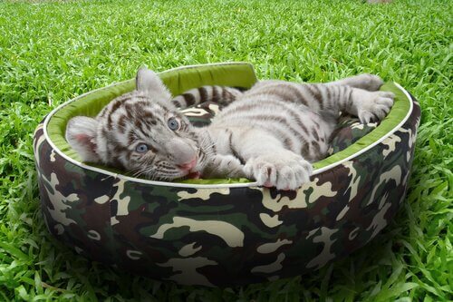 A small tiger in a pet bed.