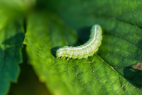 A cabbage worm on a leaf.