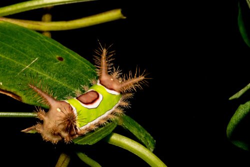 Acharia stimulea caterpillar.