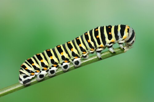 Papilio machaon, a common caterpillar.