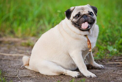 A pug sitting down.