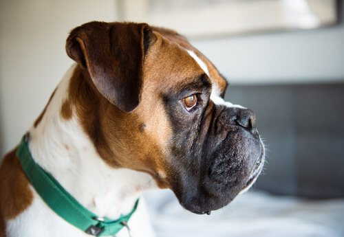A Boxer looking past its short muzzle.