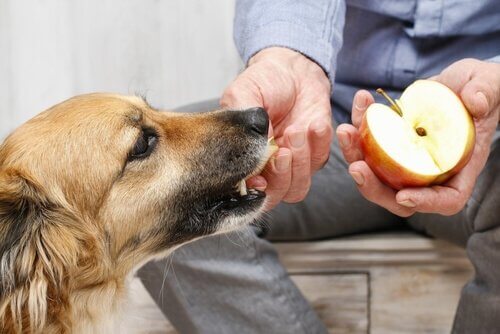 A dog eating an apple.