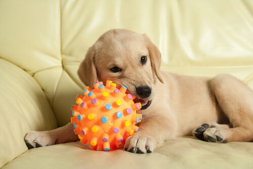 A puppy chewing a toy.