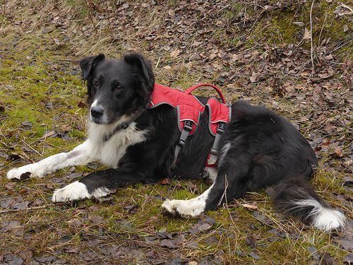 Paralyzed dog resting on the ground.