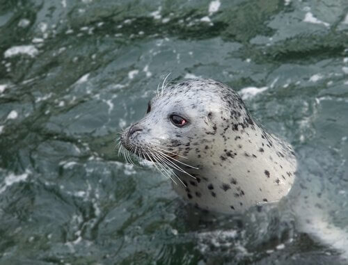 A harbor seal swimming.