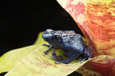 A poison dart frog on a leaf.