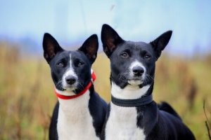 Protect Your Dog’s Ears During Summer