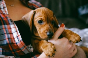 Basic Training You Should Give Your Puppy