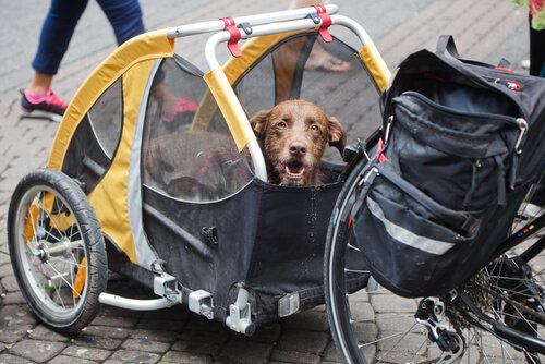 A dog sits in a bicycle trailer.