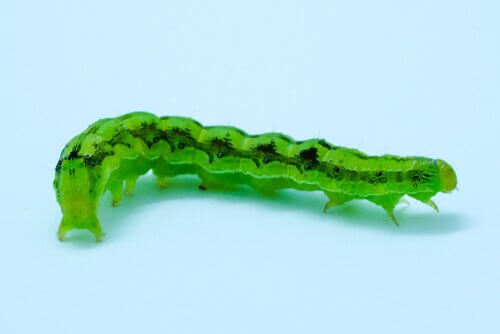 Green donut caterpillar.