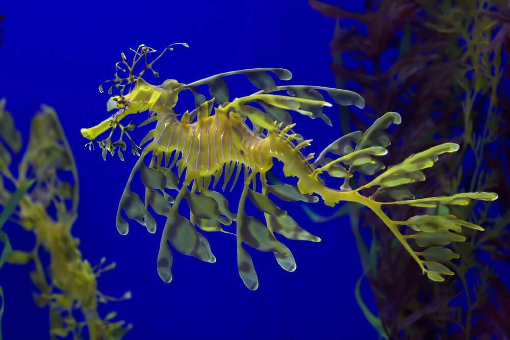 Sea dragons one of the strangest marine animals