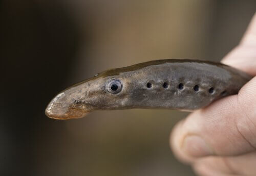 A sea lamprey being held.