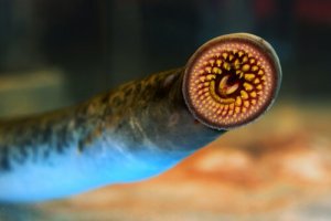 The Sea Lamprey: Habitat and Morphology