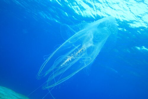 A sea wasp floating in ocean.