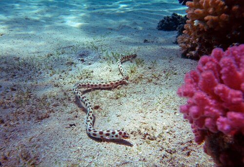 A sea snake in its natural habitat.