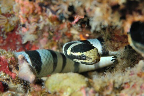 A close up of a sea snake.