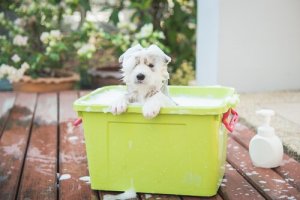 Find the Best Dog Shampoo for Your Pet