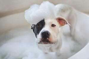 Black and white dog with foamy shampoo on its head.