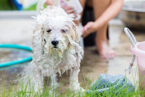 A white dog owner using the best dog shampoo.