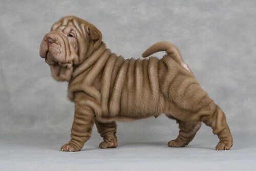 A wrinkled Shar Pei dog.