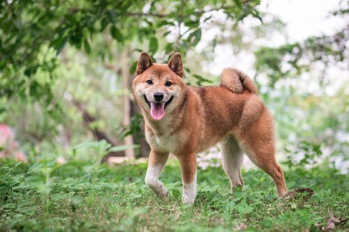 A Shiba Inu in the yard.