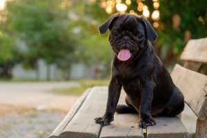 Brachycephalic Syndrome Symptoms in Short-Muzzled Dogs