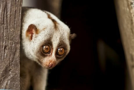 A slow loris.