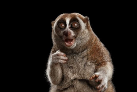 Animal videos of the slow loris went viral.