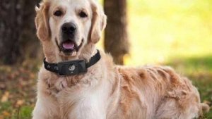 A Smartphone for Dogs: Give Them a Call!