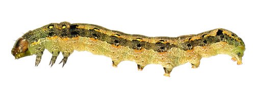 Spodoptera littoralis caterpillar.