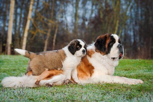 The St. Bernard is one of the quiet dog breeds. 