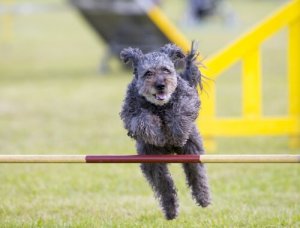 are pumi puppies lazy