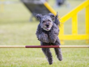 The Pumi running and jumping.