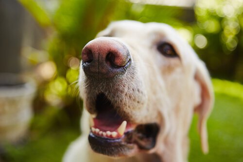 Close-up of happy dog.