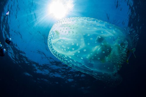Sea wasp at the ocean surface.