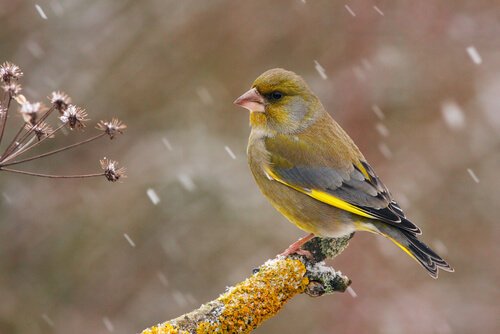 The European Greenfinch: Characteristics, Behavior and Habitat