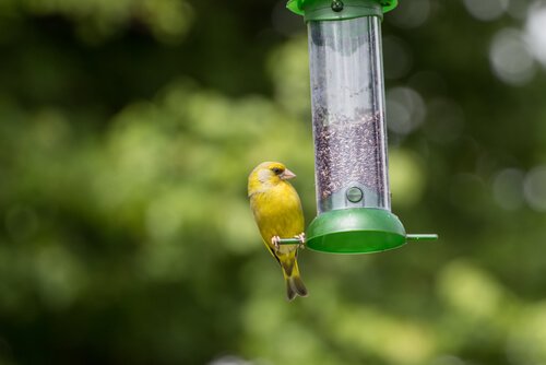 A bird on a bird feeder.