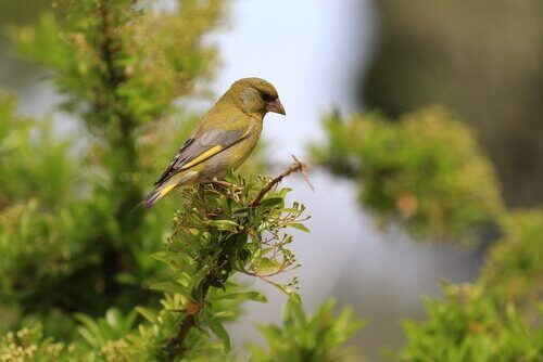 A European greenfinch in a tree.