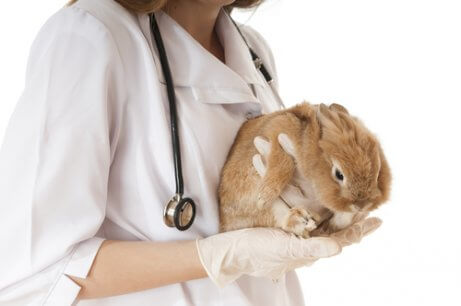 A vet holding a rabbit.