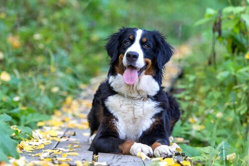 Everything About The Bernese Mountain Dog