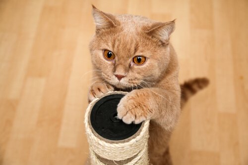 Cat scratchers are important for cats.