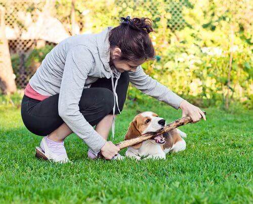 A dog and owner playing with a stick.